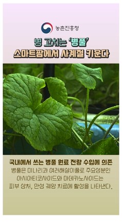 동영상 썸네일 이미지 :병 고치는 '병풀' 스마트팜에서 사계절 키운다!