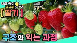 동영상 썸네일 이미지 :[너의속이궁금해] 딸기를 쪼개봤습니다!(🍓딸기구조🍓초고화질!)