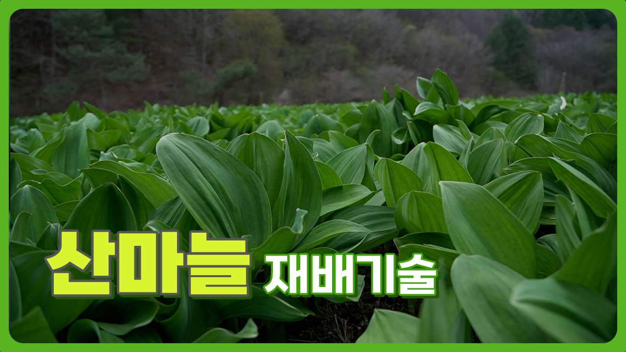 동영상 썸네일 이미지 :산마늘 재배기술