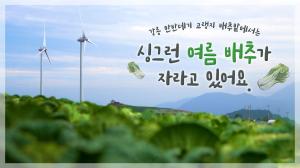 동영상 썸네일 이미지 :강릉 안반데기 고랭지 배추밭에서 무럭무럭 크고 있는 여름 배추 소식