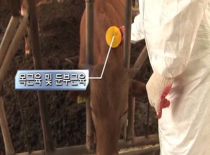 구제역, 올바른 백신접종과 철저한 소독으로 확산을 막을 수 있습니다. 
