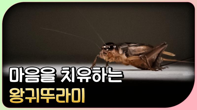 마음을 치유하는 왕귀뚜라미(농과원)
