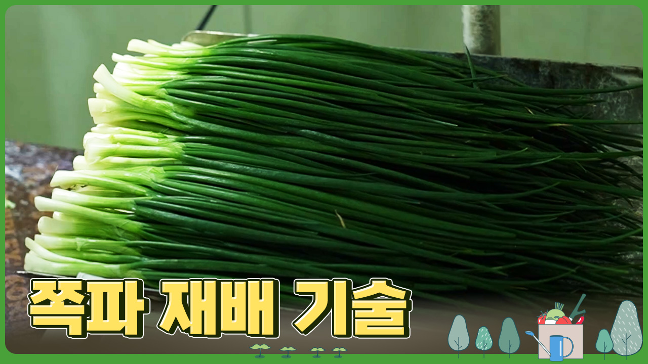 동영상 썸네일 이미지 :쪽파 재배 기술