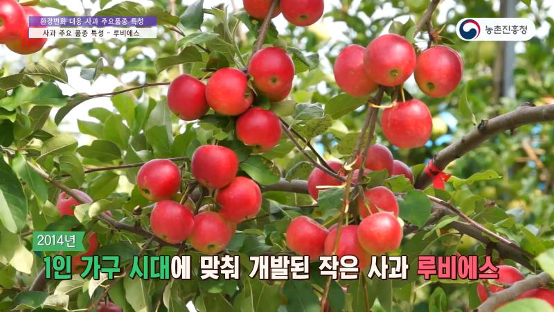 4_스위트골드