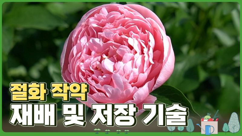 절화 작약 재배 및 저장 기술