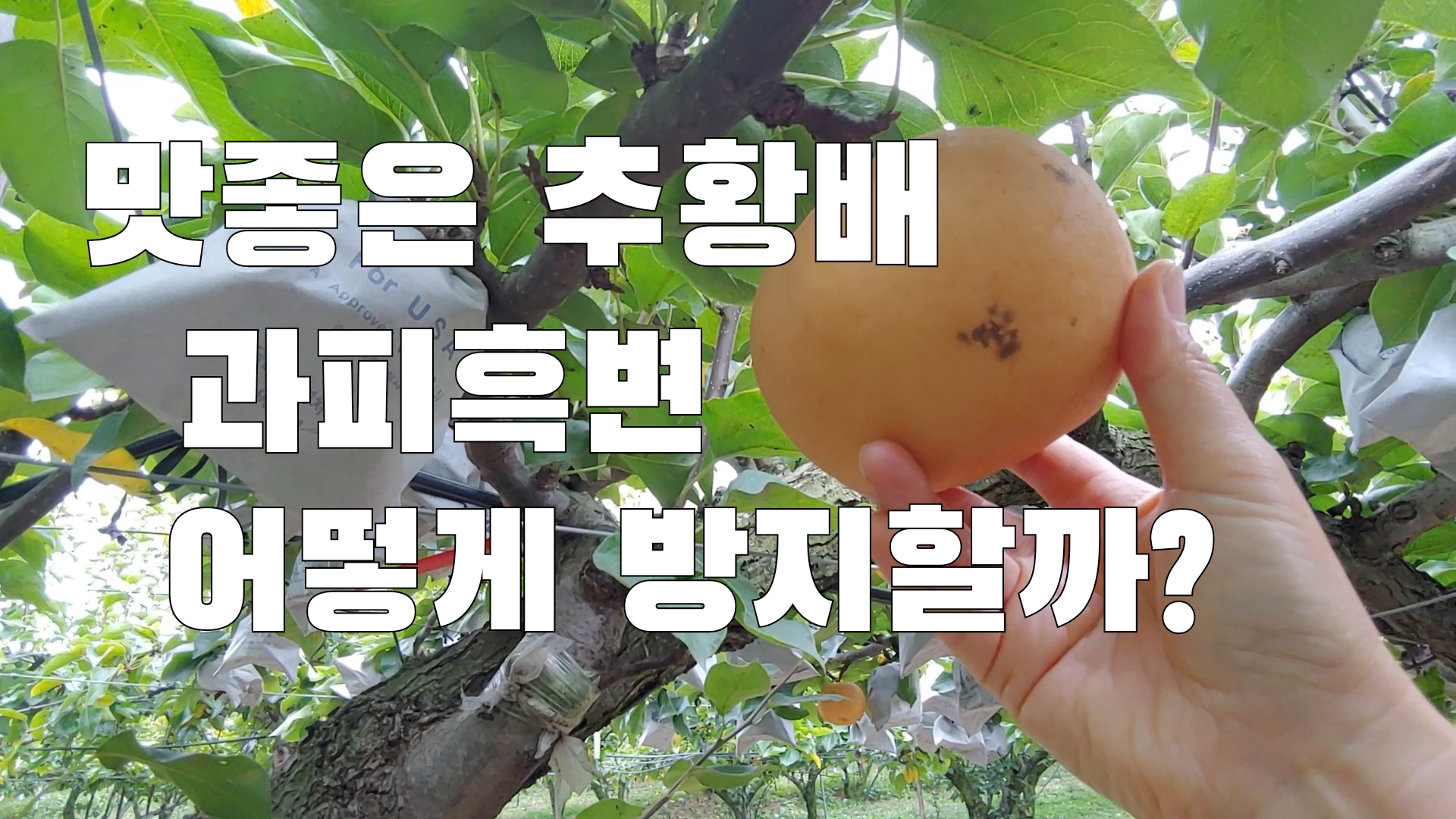 (with 귀농7년차) 맛좋은 추황배 과피흑변 어떻게 방지할까