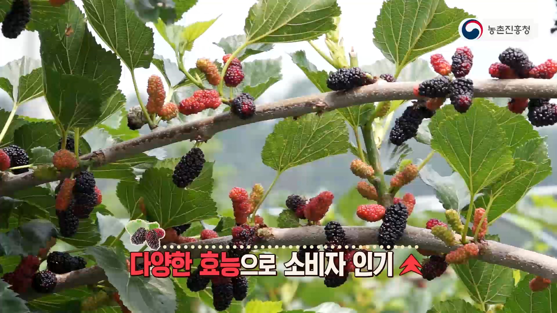 파이프유인 오디재배 기술