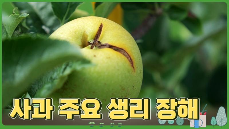 사과 주요 생리 장해