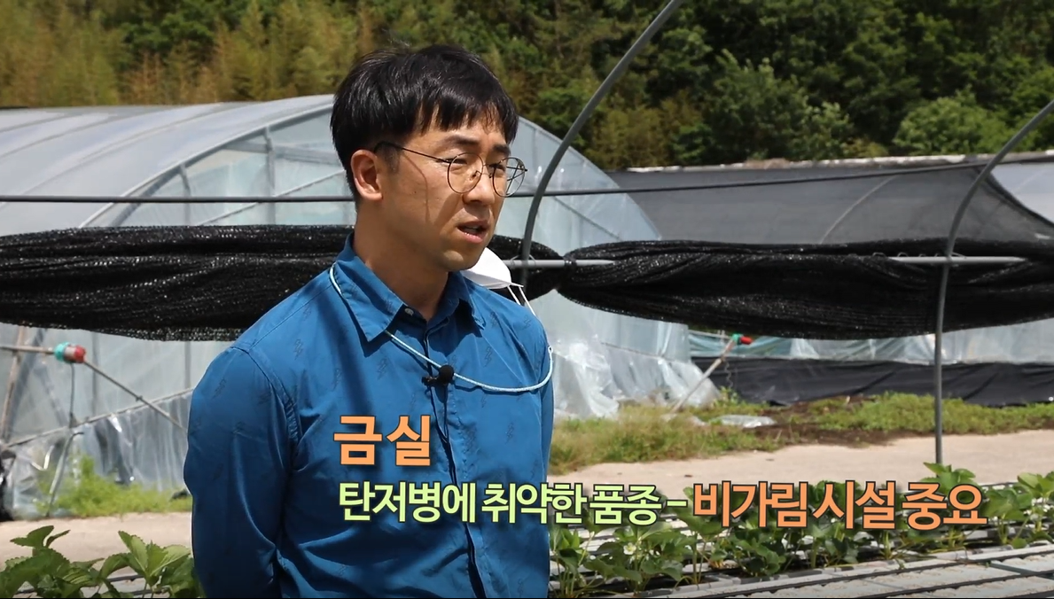 동영상 썸네일 이미지 :딸기 금실 품종의 육묘기술