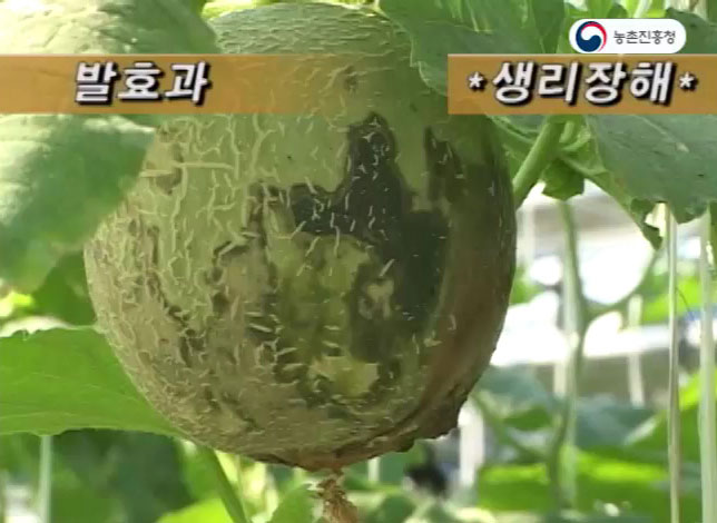 동영상 썸네일 이미지 :멜론 주요병해충 및 생리장해