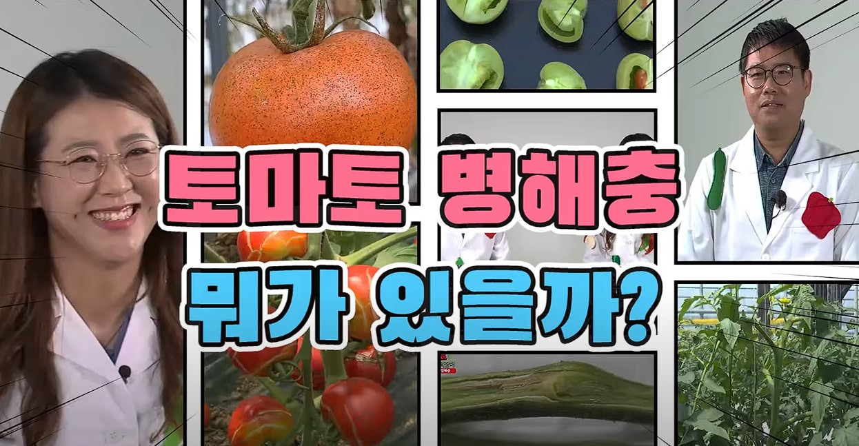 동영상 썸네일 이미지 :토마토 병해충 및 생리장해