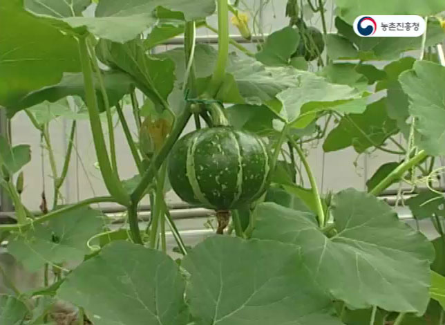 동영상 썸네일 이미지 :단호박 재배기술