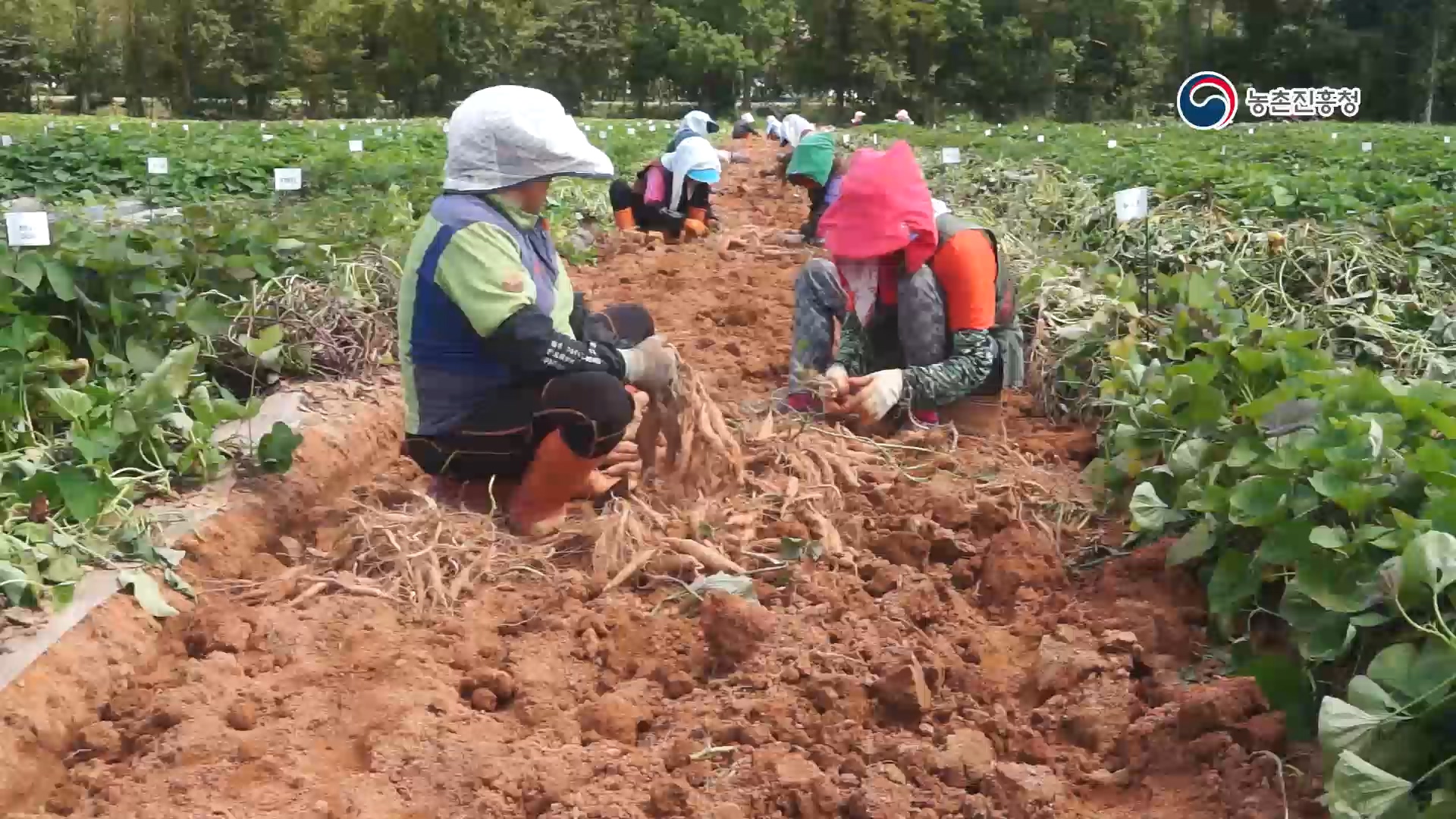 고구마 재배하기 