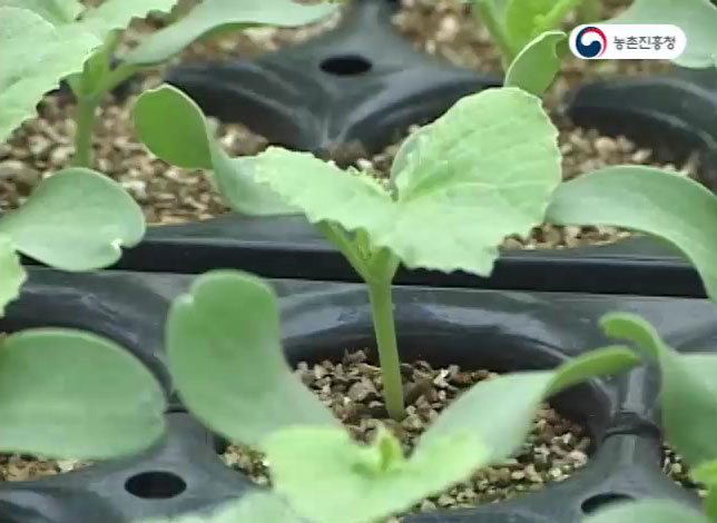 동영상 썸네일 이미지 :멜론 묘 기르기