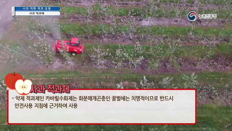 5. 사과 적과제