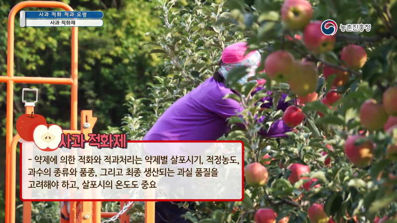 2. 사과 적화제