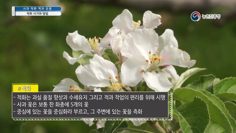 1. 적화 시기와 방법