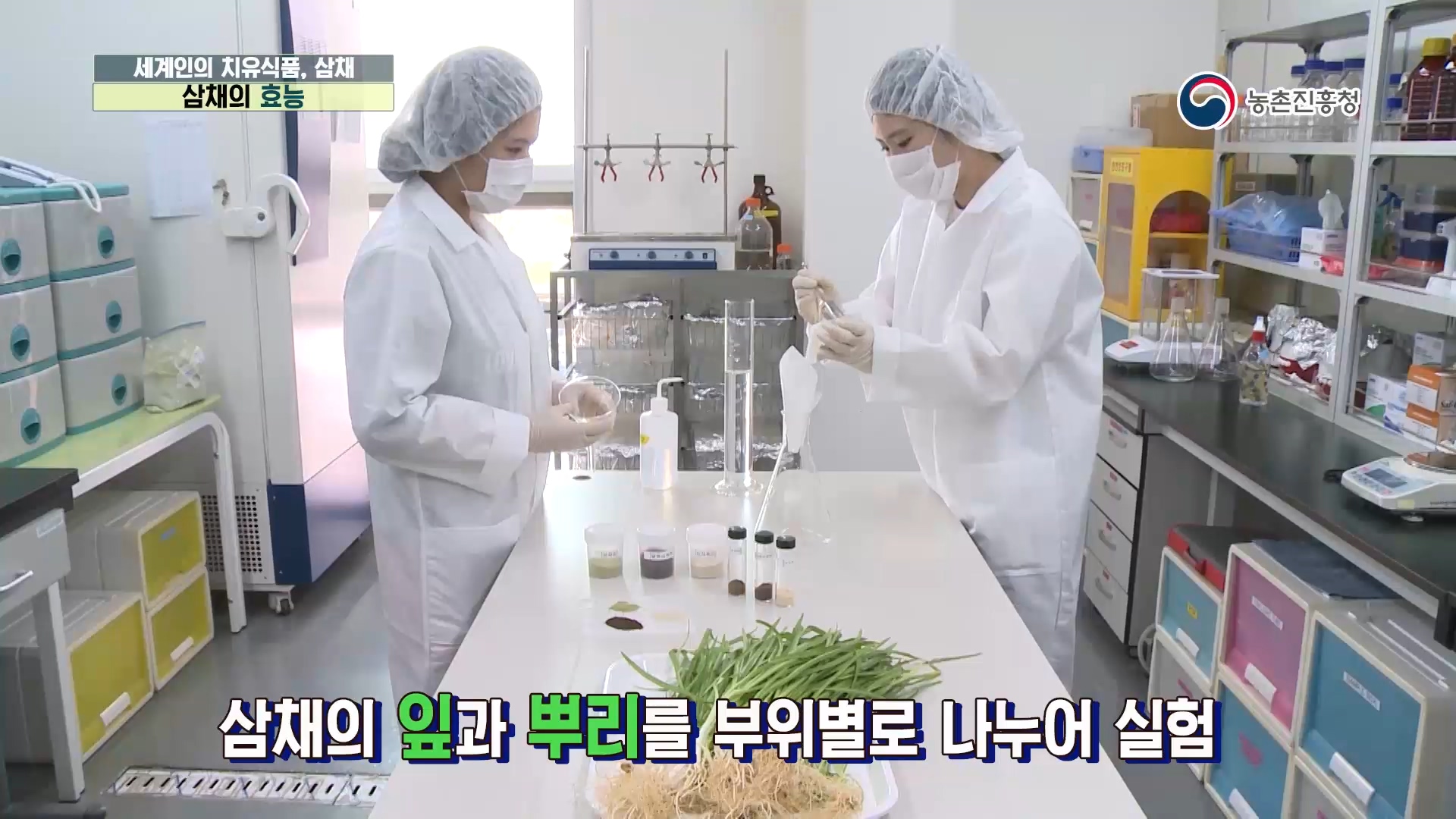동영상 썸네일 이미지 :세계인의 치유식품, 삼채
