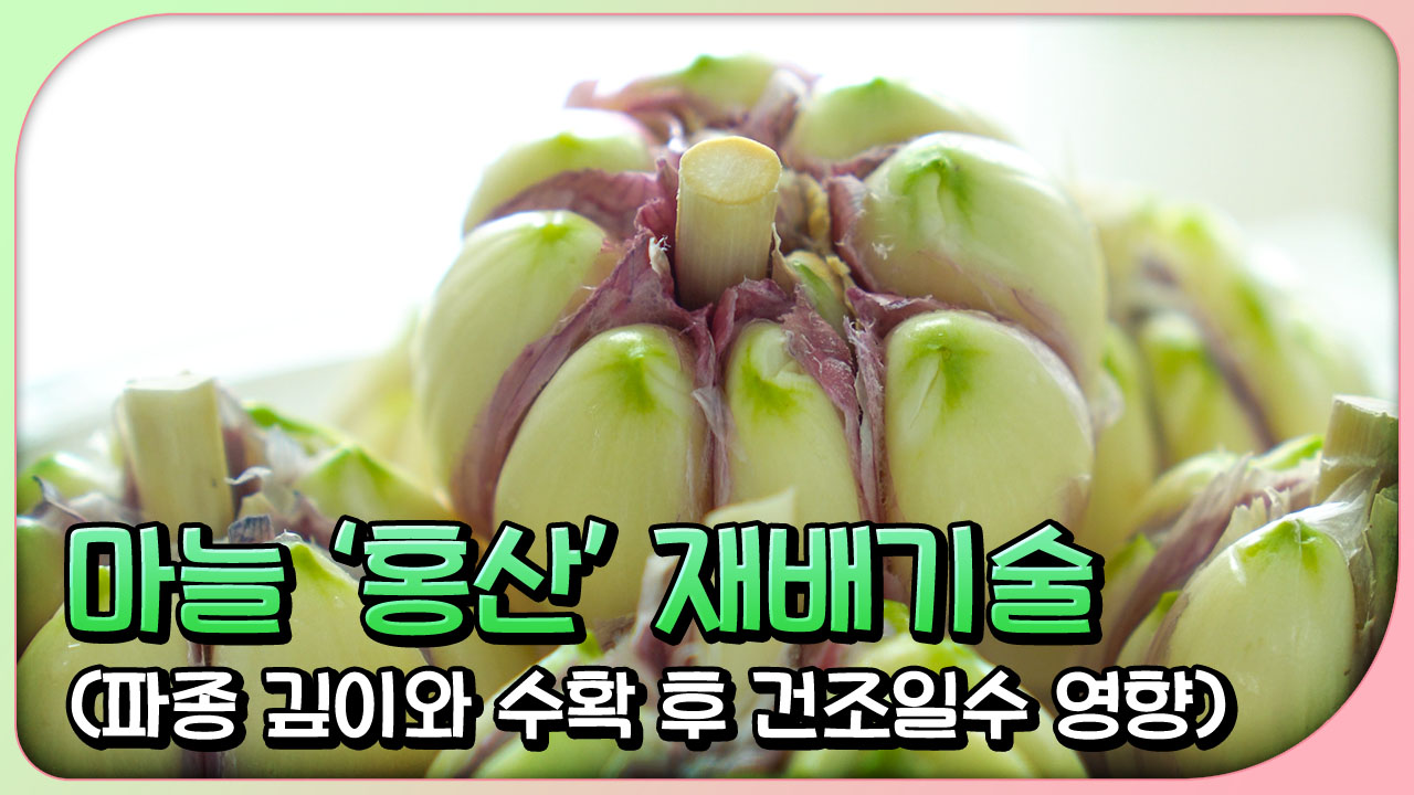 동영상 썸네일 이미지 :마늘'홍산' 재배기술(파종 깊이와 수확 후 건조일수)