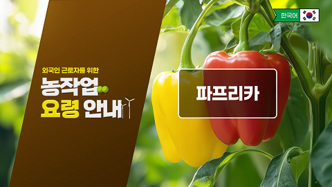 동영상 썸네일 이미지 :외국인 근로자를 위한 농작업 요령 안내(파프리카)