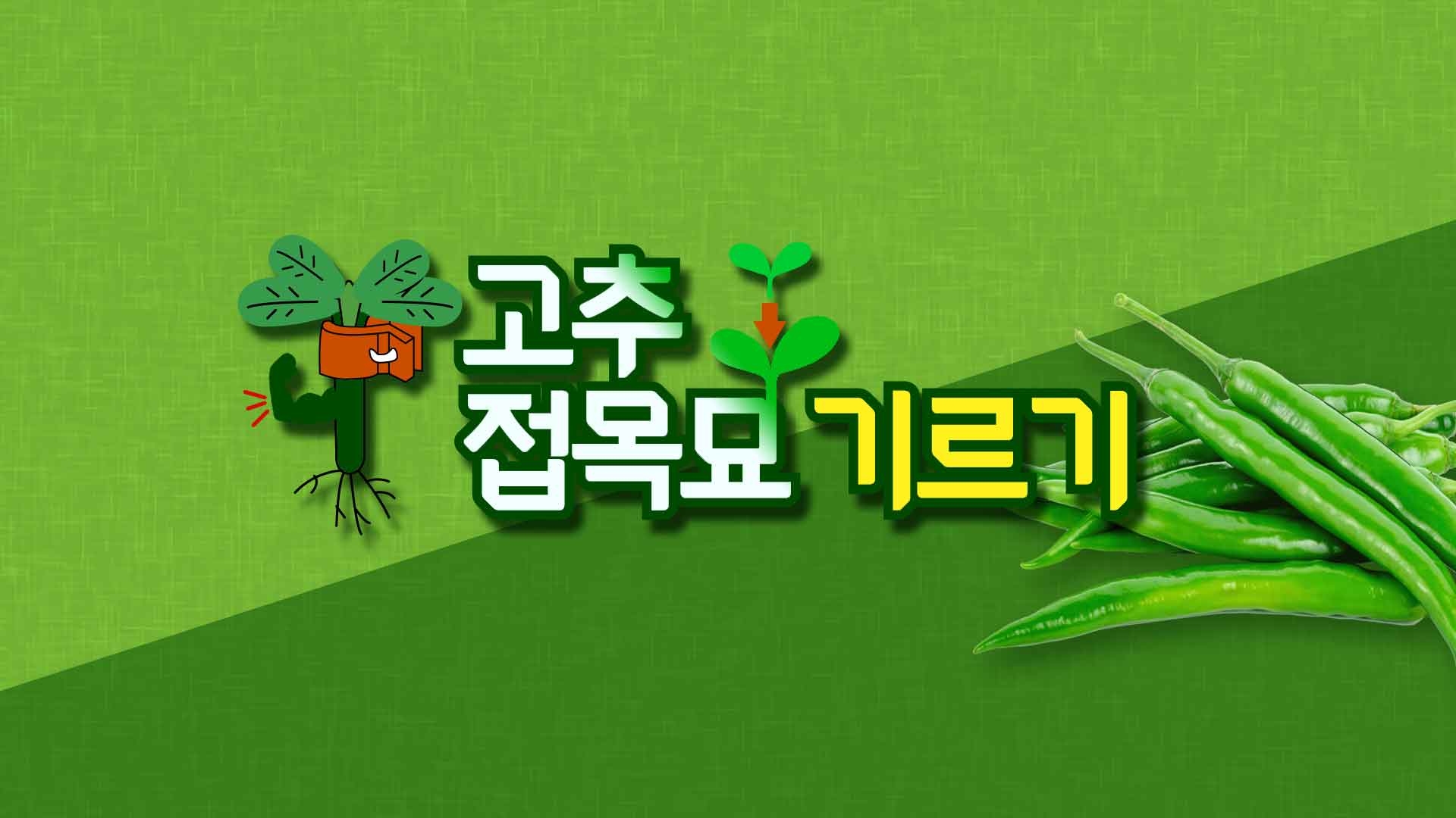 동영상 썸네일 이미지 :고추 접목묘 기르기