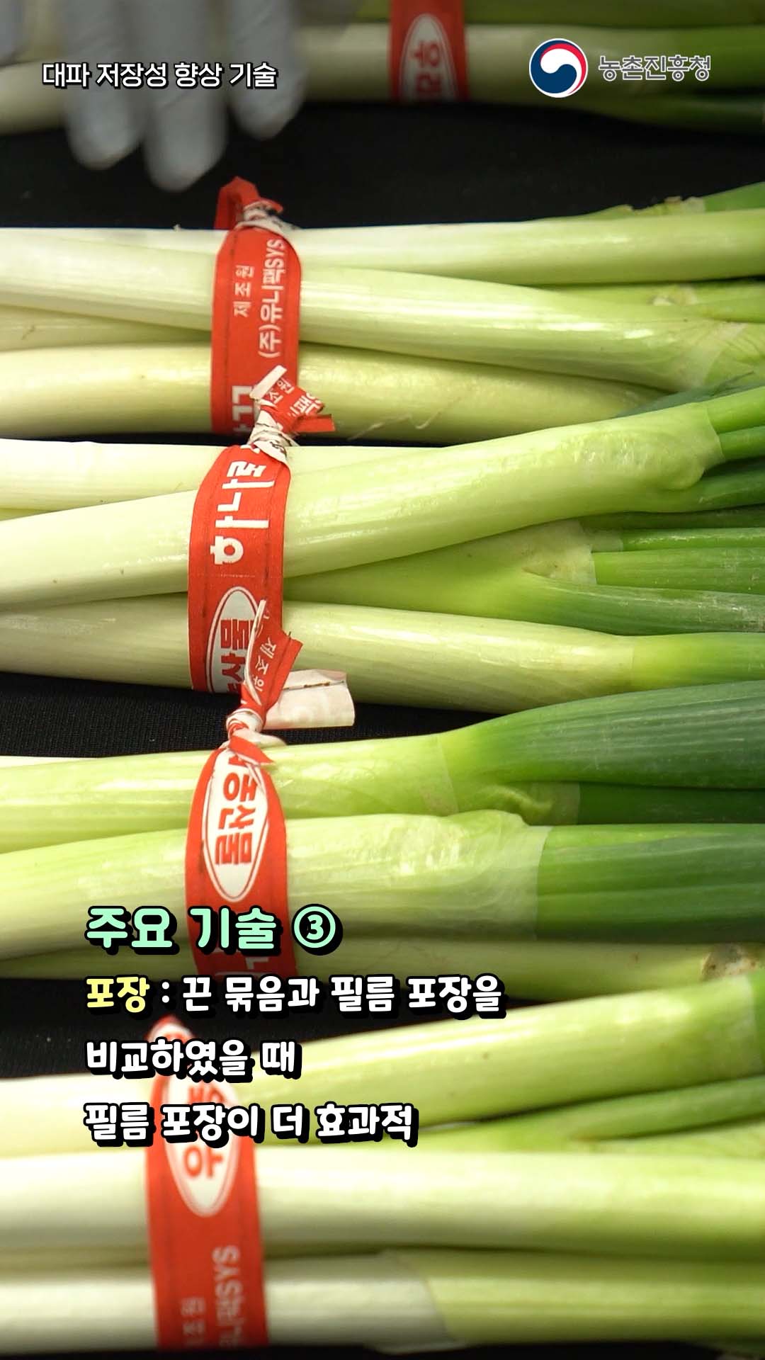 동영상 썸네일 이미지 :대파 저장성 향상 기술