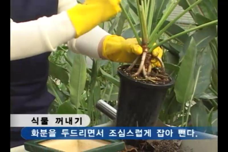 식물꺼내기_배수층 만들기_화초넣기_흙다지기_물주기_정리하기