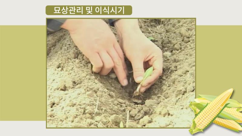 묘상관리 및 이식시기