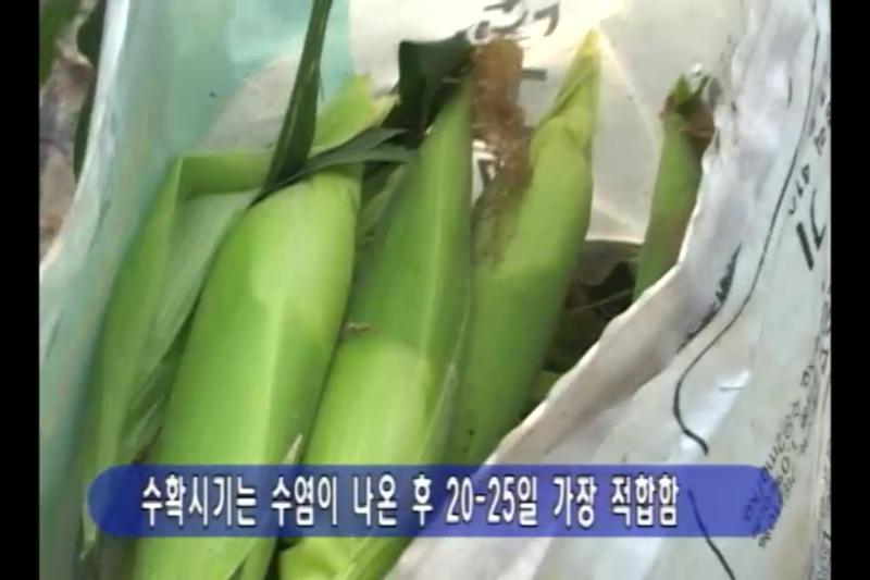 수확시기
