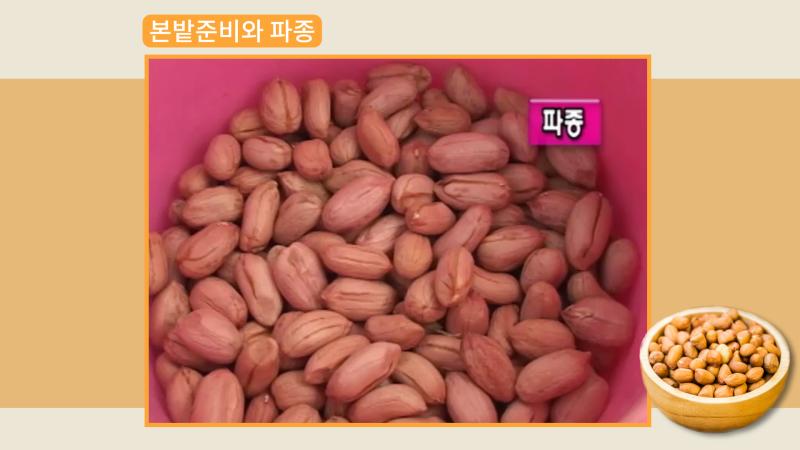 본밭준비와 파종