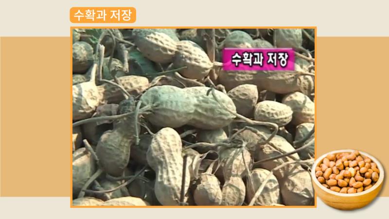 수확과 저장
