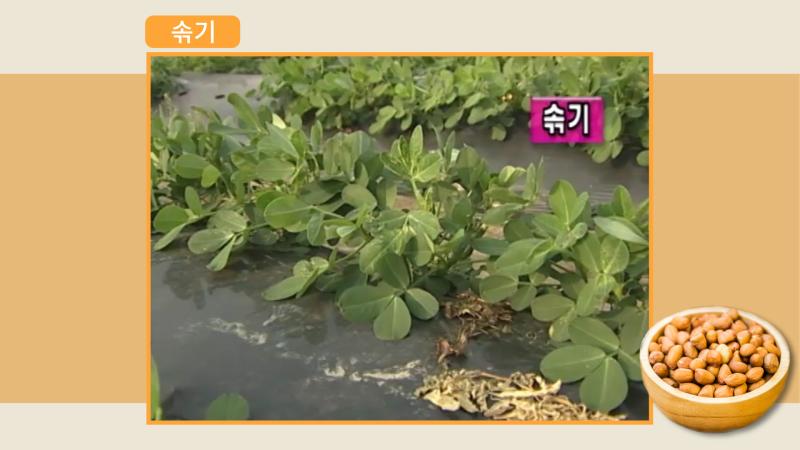 솎기