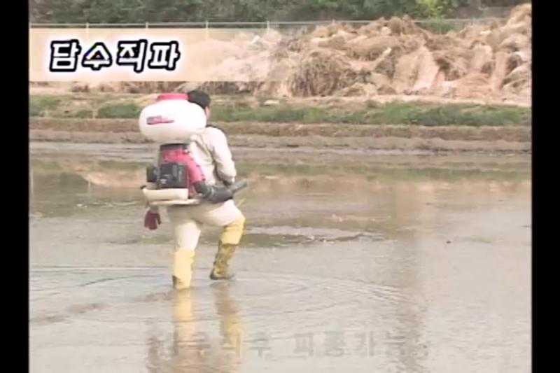 직파재배_담수직파