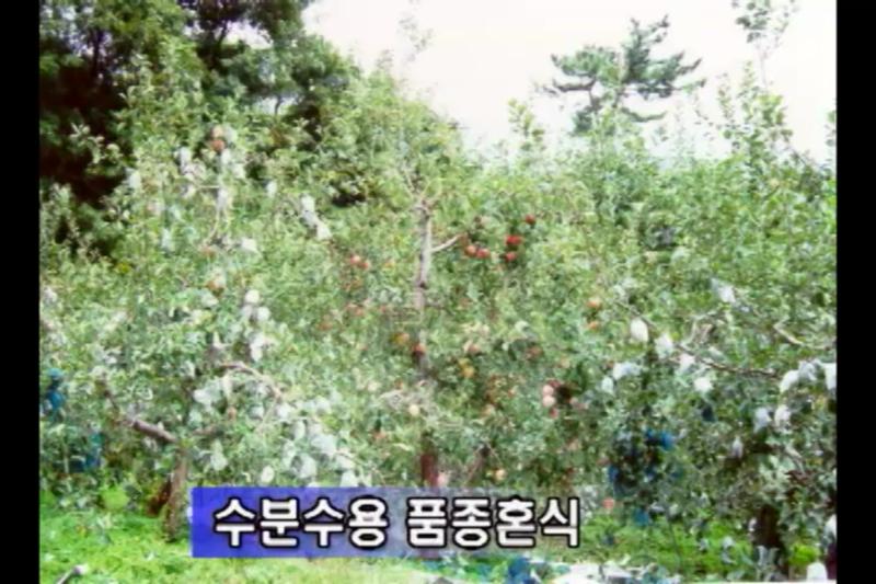수분수용 품종_문제점_개화기