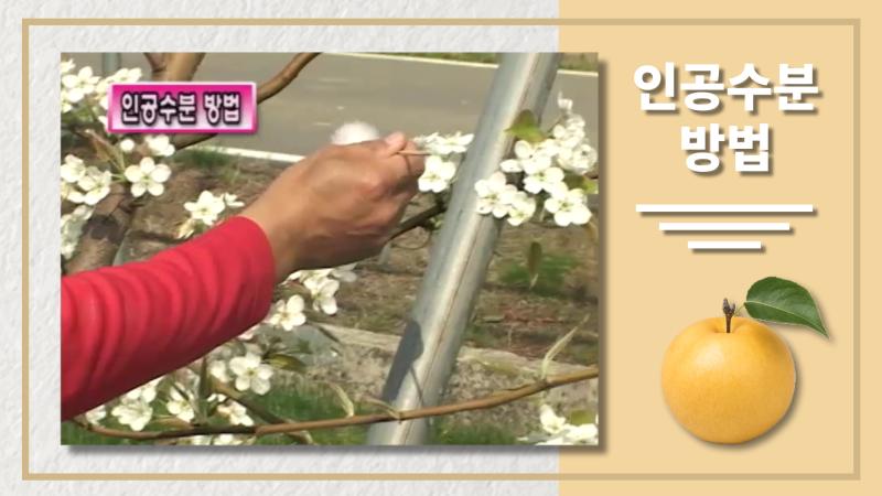 인공 수분 방법