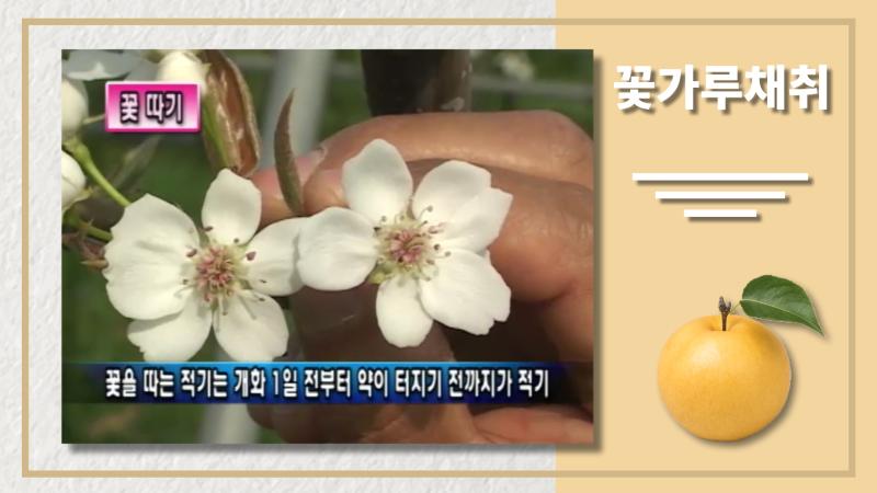 꽃가루 채취