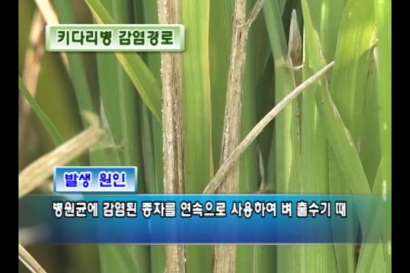 키다리병의 감염경로_소금물가리기(염수선)_인터뷰