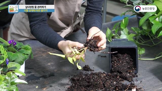 식물 상태에 따른 물주기 방법