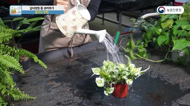 물주는 방법-두상관수법