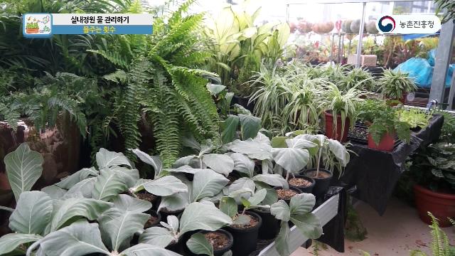 물주는 횟수