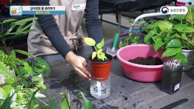 물주는 방법-저면관수법