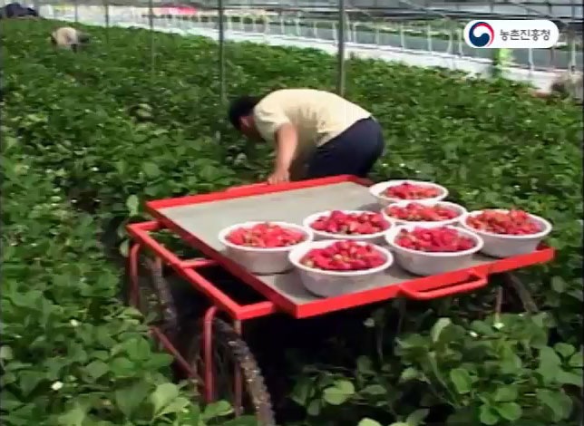 동영상 썸네일 이미지 :딸기 수확운반차