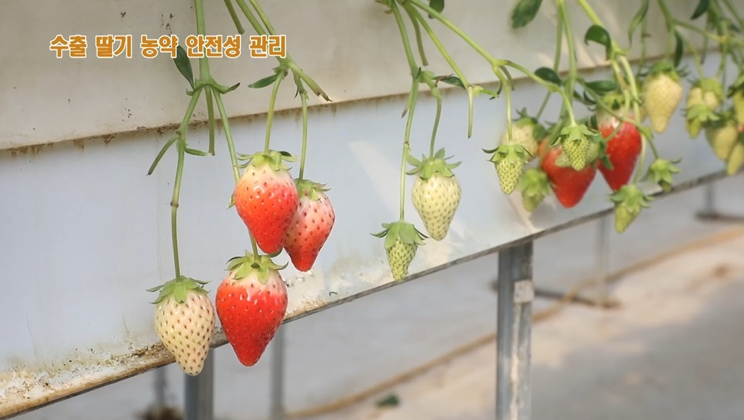 동영상 썸네일 이미지 :수출 딸기 농약 안전성 관리