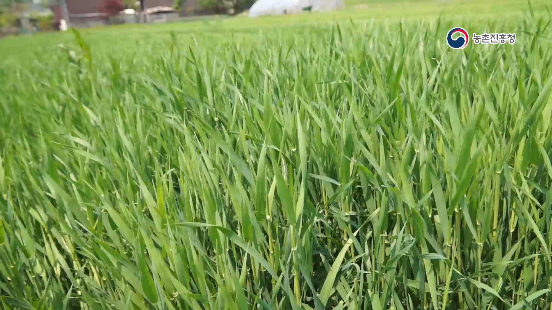 동영상 썸네일 이미지 :풀이 아닌 약초! 새싹작물