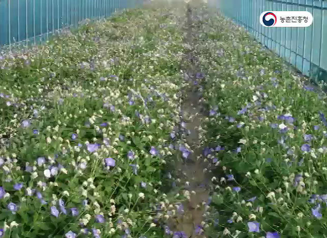 동영상 썸네일 이미지 :도라지 재배기술