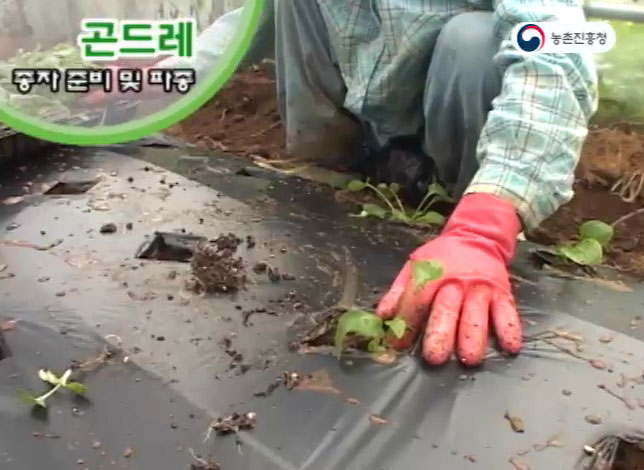 동영상 썸네일 이미지 :산채 곤드레 재배기술