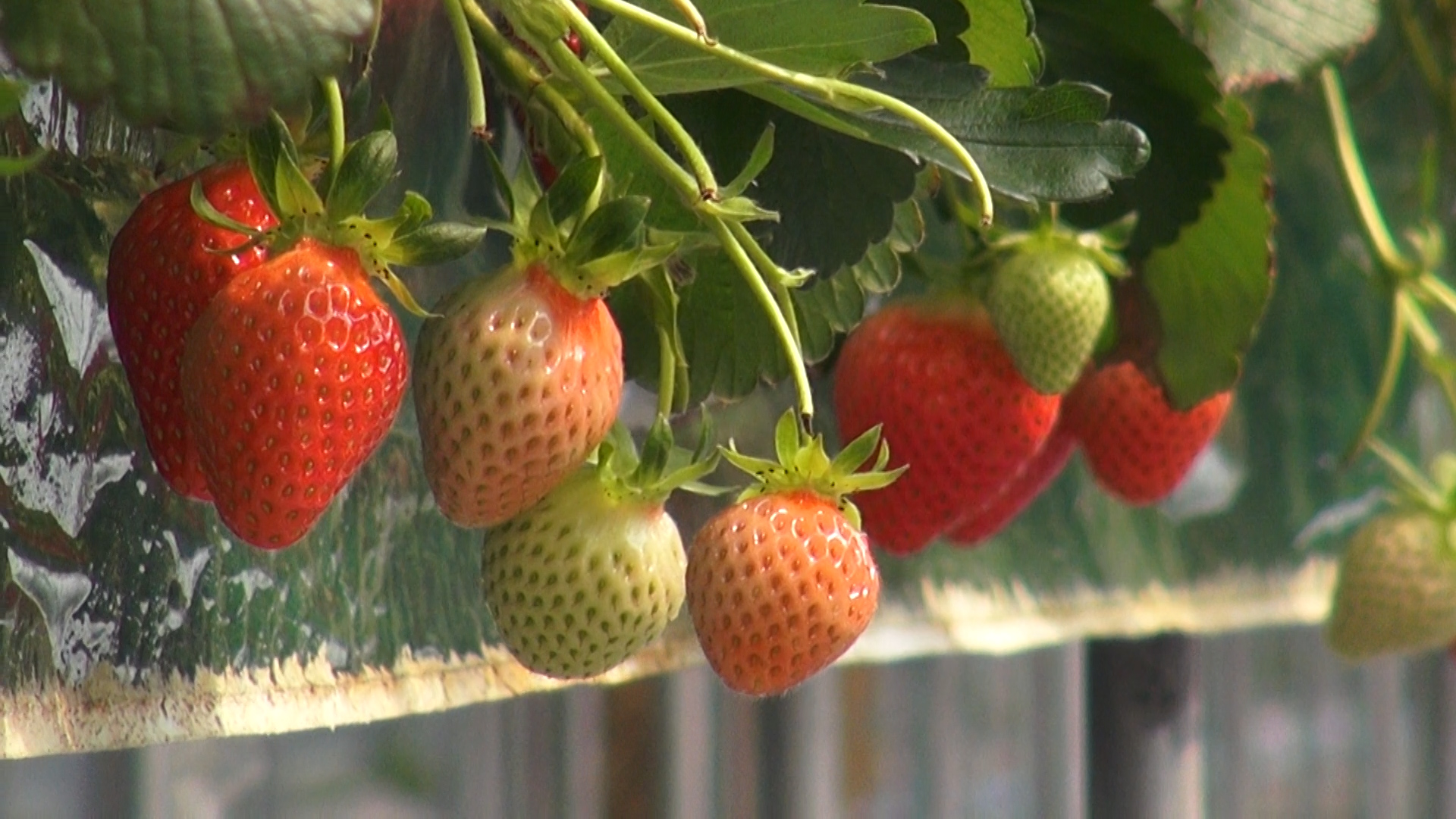 동영상 썸네일 이미지 :딸기 주요 병해충 방제