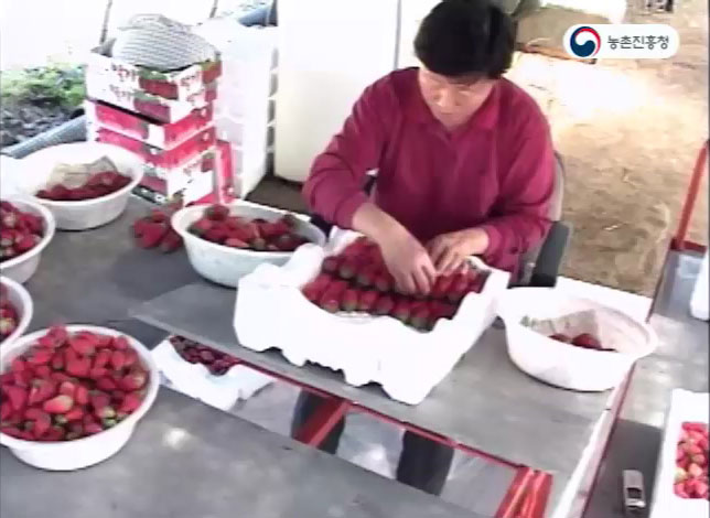 동영상 썸네일 이미지 :딸기(농산물) 선별 작업대