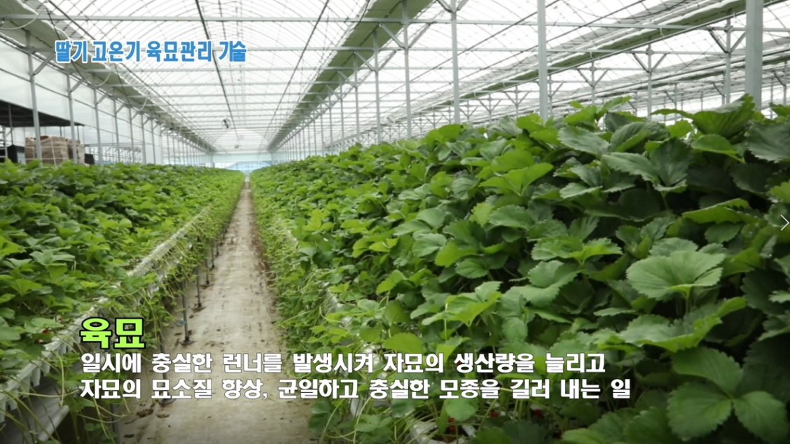 동영상 썸네일 이미지 :딸기 고온기 육묘관리 기술