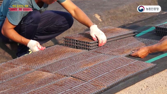 동영상 썸네일 이미지 :양파 플러그묘 재배
